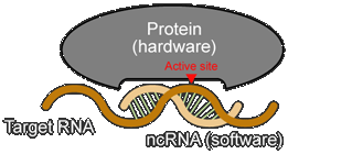RNA_01_02.gif