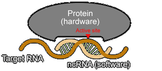 RNA_01_02.gif RNA_01_02.gif